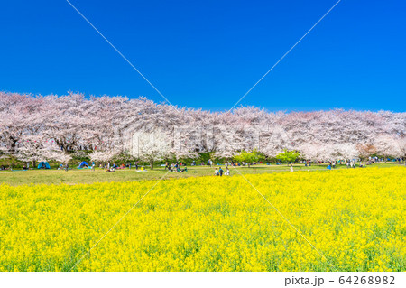 埼玉 幸手権現堂桜堤 桜並木と菜の花 埼玉 幸手権現堂桜堤 桜並木と菜の花 64268982