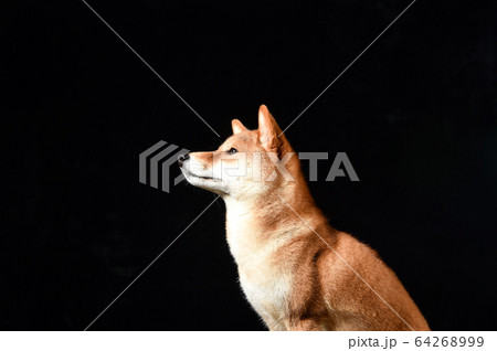 柴犬ポートレート 64268999