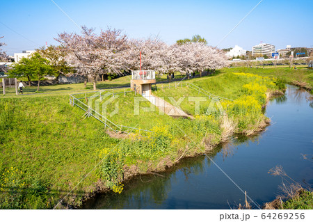 大堀川の桜<千葉県柏市2020年4月> 大堀川の桜<千葉県柏市2020年4月> 64269256