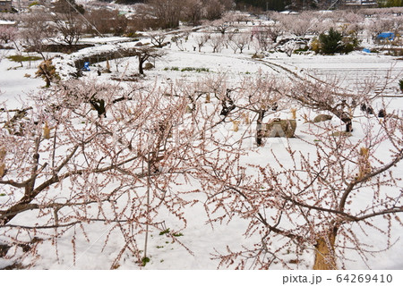 なごり雪のあんず畑 64269410