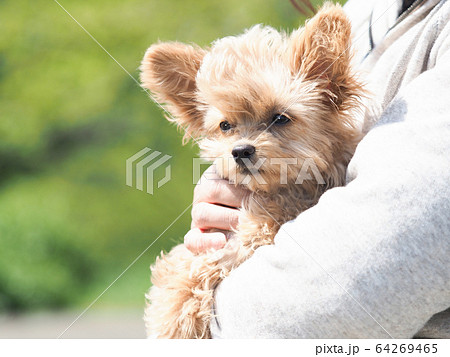 抱えられたチワプー 抱えられたチワプー 64269465