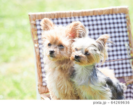 カゴバッグに入ったチワプーとヨークシャテリアの仔犬 カゴバッグに入ったチワプーとヨークシャテリアの仔犬 64269636