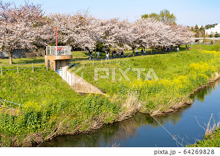 大堀川の桜<千葉県柏市2020年4月> 大堀川の桜<千葉県柏市2020年4月> 64269828