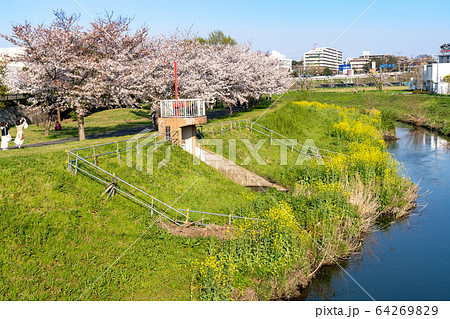 大堀川の桜＜千葉県柏市2020年4月＞ 64269829