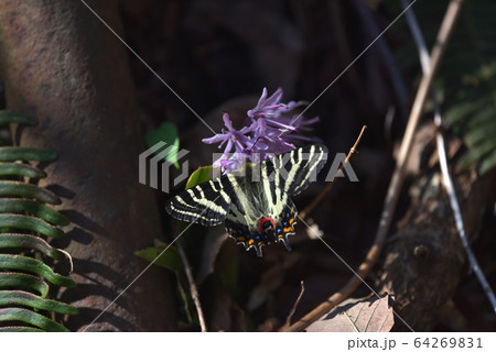 ギフチョウ　ショウジョウバカマで吸蜜 64269831