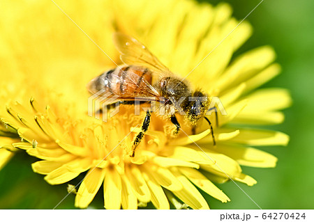 蒲公英に蜜蜂 蒲公英に蜜蜂 64270424