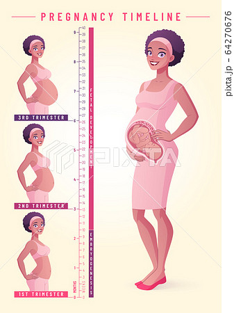 Pregnant woman with fetus. Pregnancy timeline vector illustration. Pregnant woman with fetus. Pregnancy timeline vector illustration. 64270676