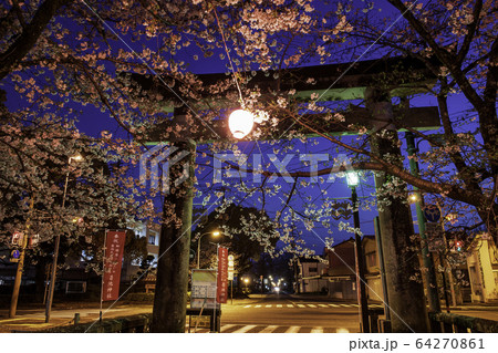 夜桜 夜桜 64270861