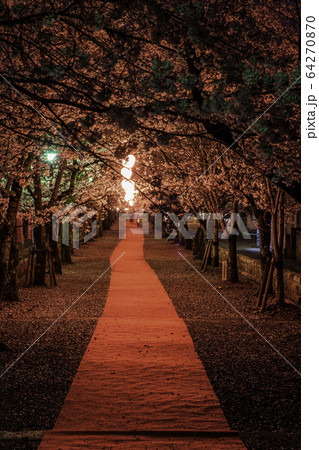 夜桜 夜桜 64270870