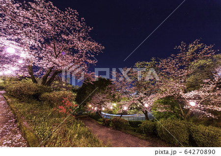 夜桜 64270890
