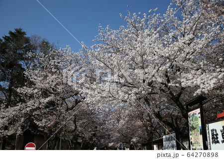 醍醐寺 64270898