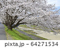 桜03 64271534