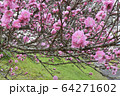 梅01 64271602