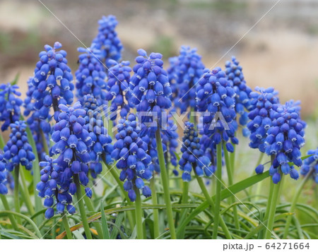 ムスカリ 64271664