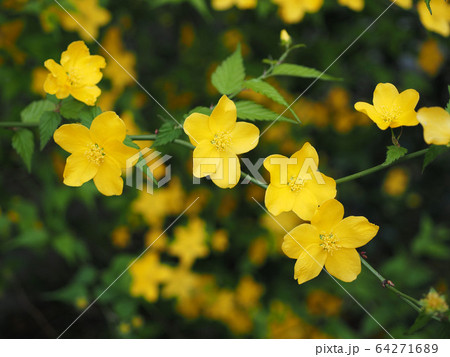 山吹 山吹 64271689