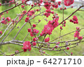 梅03 64271710