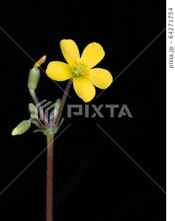 カタバミ 64271754