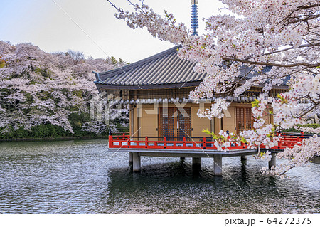 安倍文殊院 桜 安倍文殊院 桜 64272375