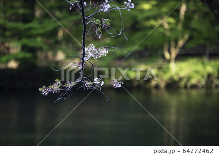 公園 公園 64272462