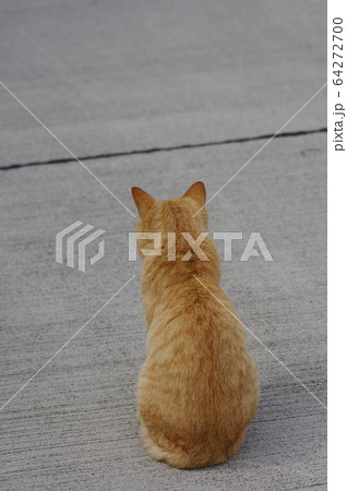 帰りを待つ猫 帰りを待つ猫 64272700