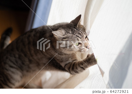 暴れる猫 暴れる猫 64272921