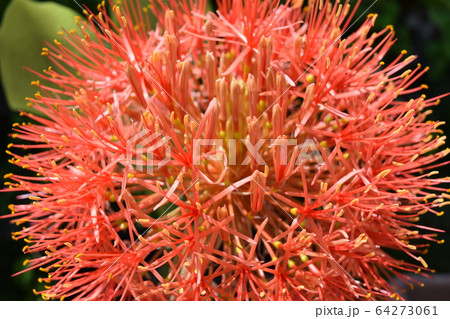 フットボールリリー 64273061