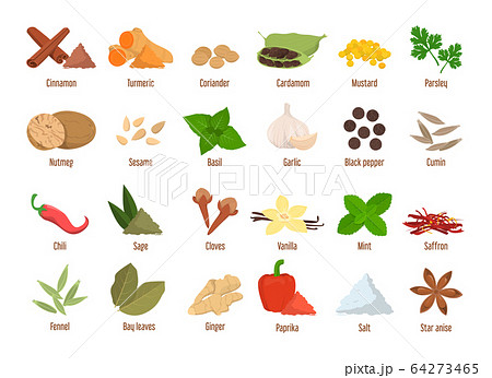 Set of spices vector isolated. Garlic, cinnamon Set of spices vector isolated. Garlic, cinnamon 64273465