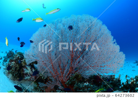 イソバナと小魚の写真素材