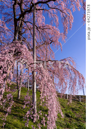 福島県 三春滝桜 福島県 三春滝桜 64273978