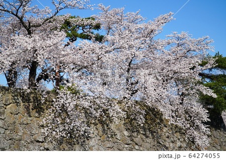 松代城の桜 松代城の桜 64274055