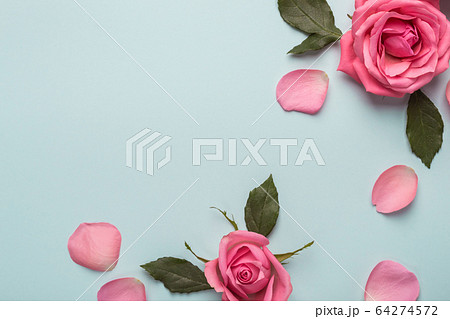 Pink roses on blue background. Beautiful flower 64274572