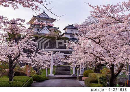 宮城県遠田郡 涌谷町 春の城山公園 満開の桜の写真素材