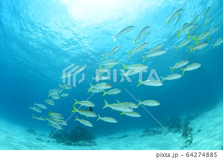 ヒメジの群れ 64274885