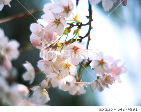 淡いピンク色の桜の花 64274991