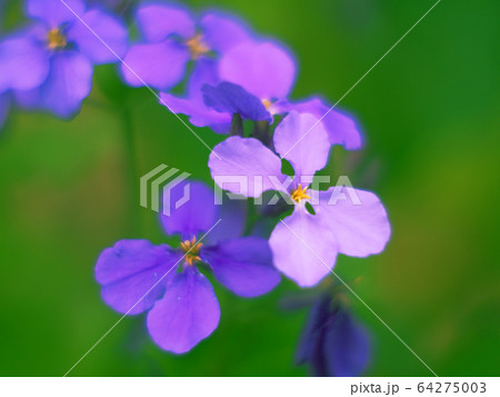 初春に咲く紫の花オオアラセイトウ 初春に咲く紫の花オオアラセイトウ 64275003