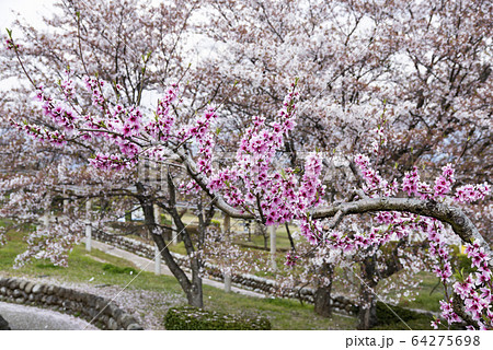 山梨県笛吹川フルーツ公園 64275698
