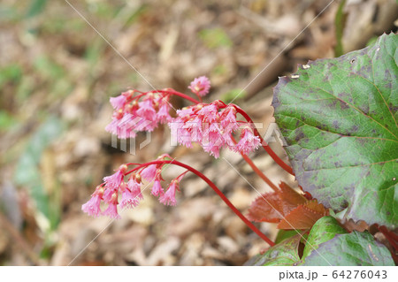 オオイワカガミ 64276043