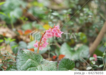 オオイワカガミ 64276050