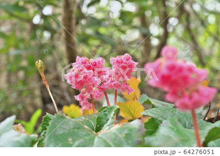 オオイワカガミ オオイワカガミ 64276051