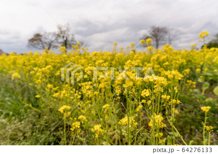菜の花 菜の花 64276133