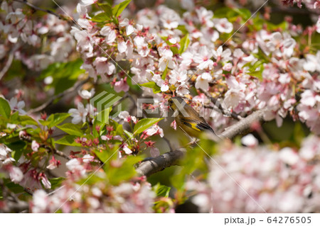 桜とカワラヒワ 64276505