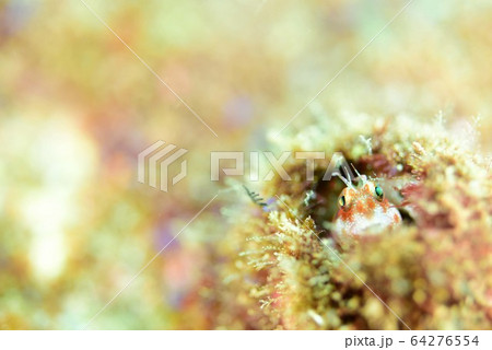 マツバギンポ 64276554