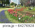 お台場、シンボルプロムナード公園のチューリップの花。流れの花壇（3月）東京都江東区 64276928