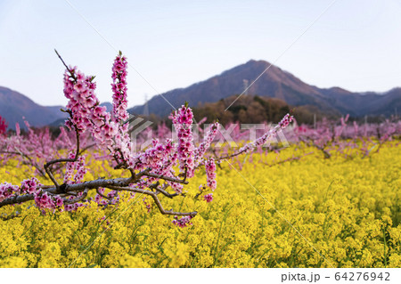 笛吹市御坂町　桃の花 64276942