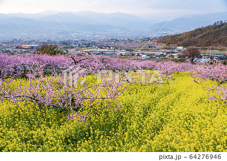 笛吹市御坂町　桃の花 64276946