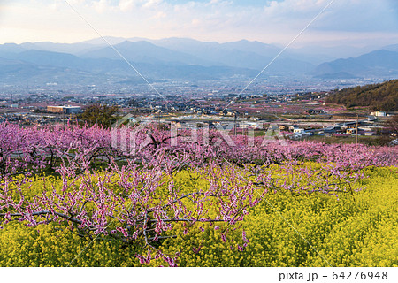笛吹市御坂町　桃の花 64276948