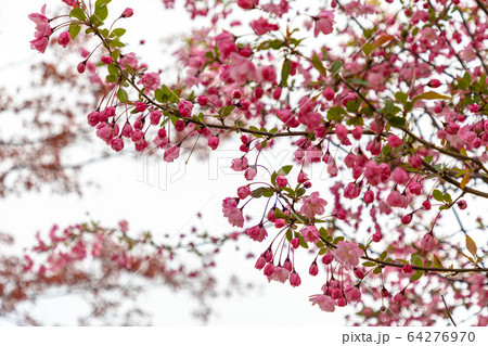 桜 三清洞 スポット 64276970