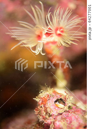 テンクロシジギンポ テンクロシジギンポ 64277001