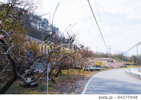 笛吹市御坂町 桃の花風景 笛吹市御坂町 桃の花風景 64277048
