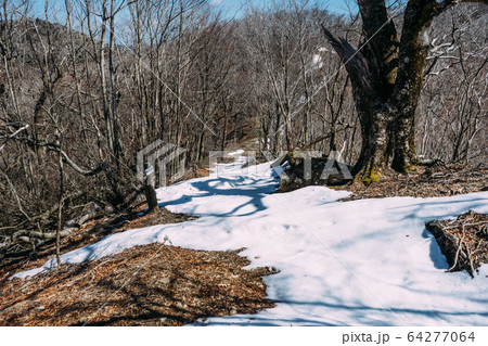 伯母子岳登山道 64277064